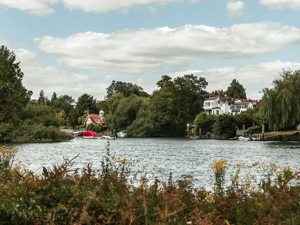 Looking over the green bushes to the river and masses of green leafy bushes and trees on the other side, pathway through the walk from Hampton Court to Putney. There is a large white building poking out from the trees on the right, and a small houses poking out on the right. The river has ripples.