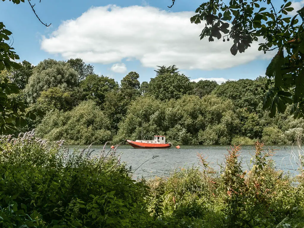 Looking aver the green bushes to the river and small red and white boat, on the walk from Hampton Court to Putney. There is a mass of green leafy bushes and trees lining the other side of the river. 