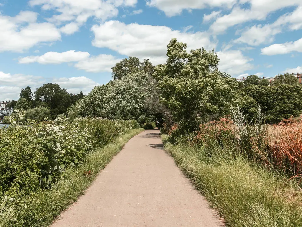 A straight wide walking path lined with tall grass and bushes, and then trees ahead.