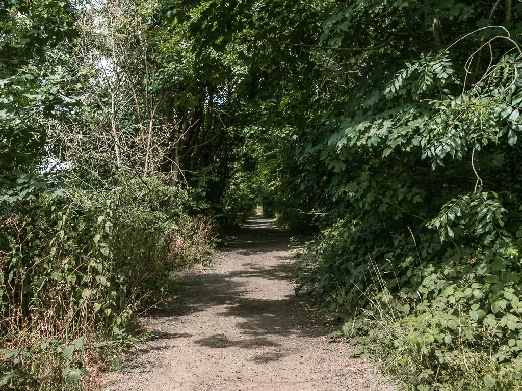 A gravel path surrounded by green leafy bushes and trees.