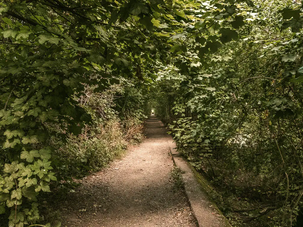 A narrow dirt trail leading ahead on the walk from Hampton Court to Putney. The trail is enclosed with masses of green leafy bushes and trees.