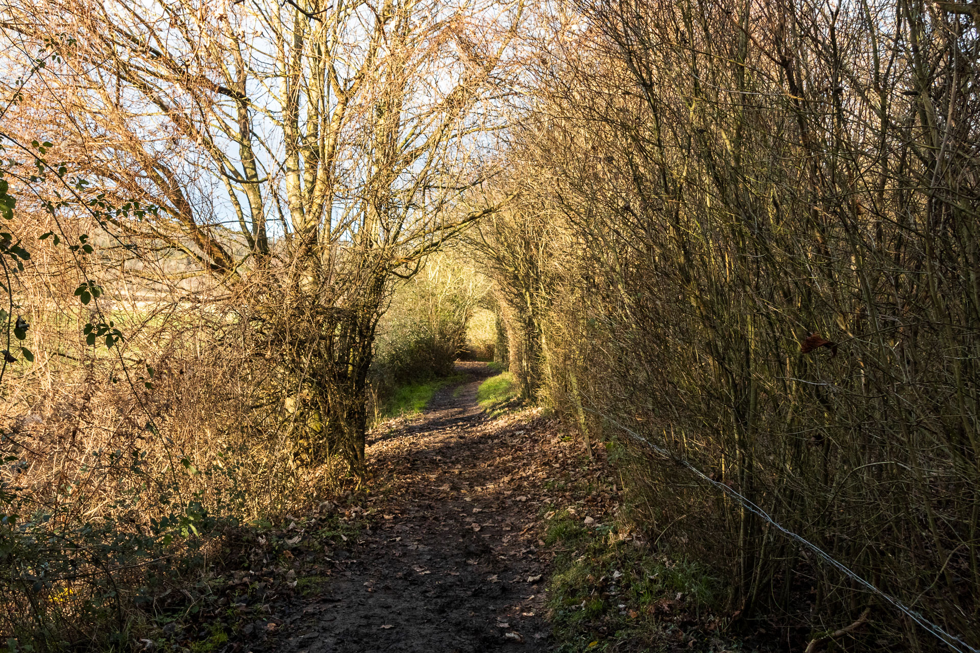 A dirt trail lined with leafless straggly trees forming a tree tunnel.