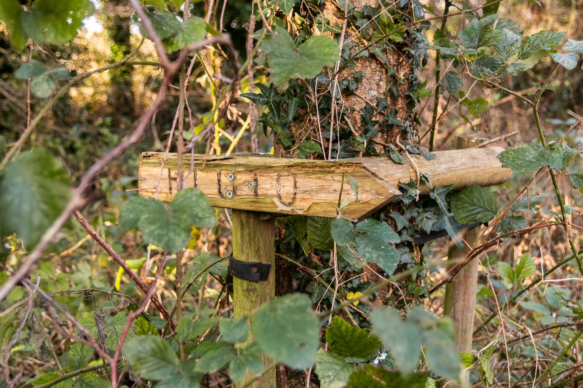 A wooden arrow sign saying 'Pluto' in front of a tree and partially hidden by green leaves. The arrow points right.