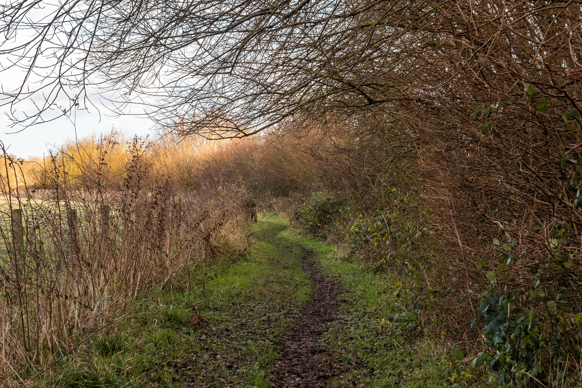 A dirt trail lined with strips of grass. There are leafless bushes and trees on both sides, with the tree branches on the right hanging over the trail.