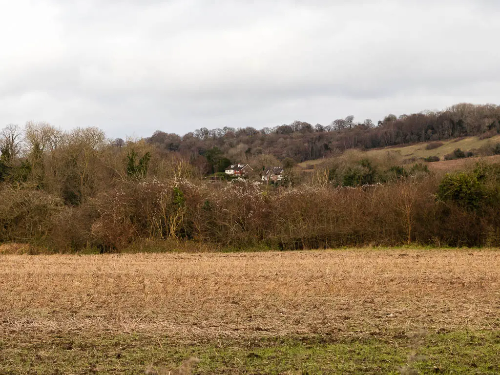 Looking across a field to a mass of trees leading to a hill, on the walk from Otfdord to Shoreham. There are some cottages partially hidden by trees up the hill.