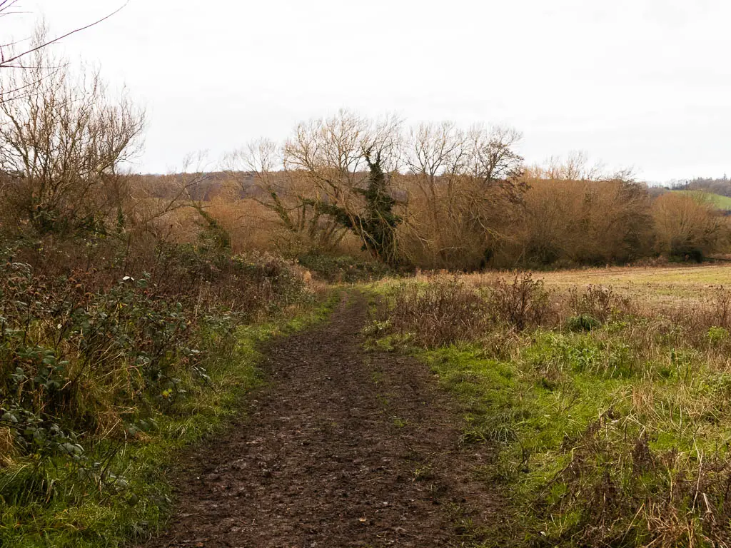 A muddy dirt trail leading ahead, with a field to the right and bushes to the left. There are leafless trees ahead.