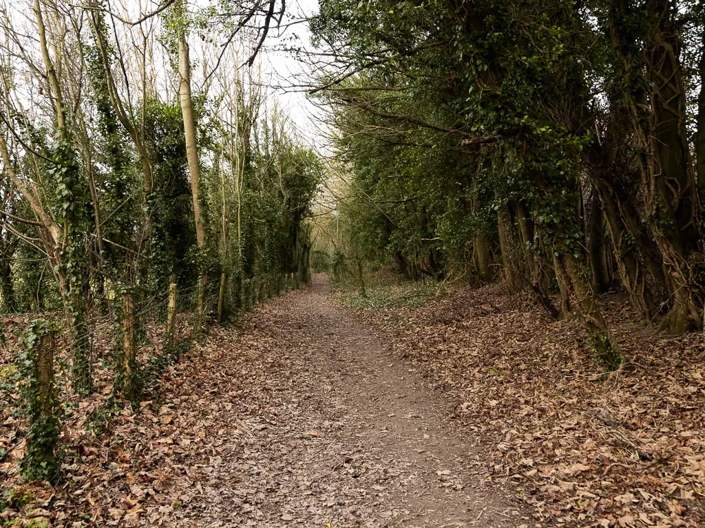 A dirt trail covered in fallen brown leaves, and lined with trees with green leaves.