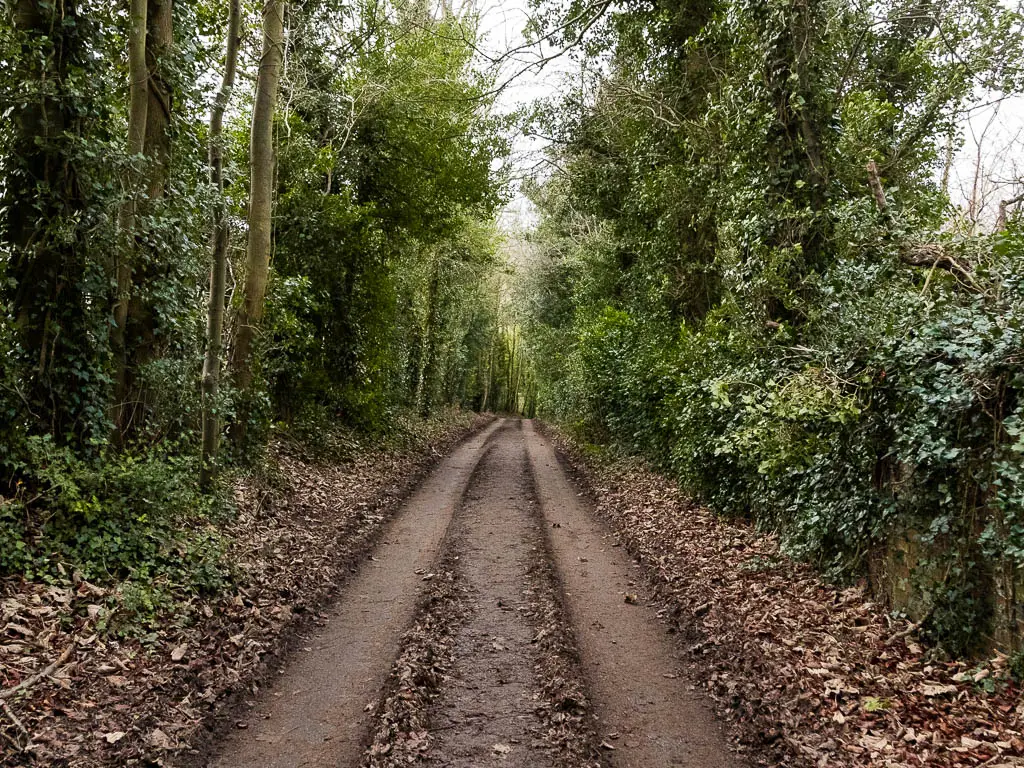 A track leading straight ahead, lined with green leafy trees.