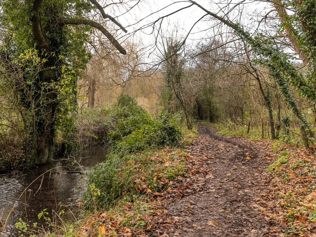 A muddy dirt trail covered in fallen brown leaves leading ahead, with a river to the left. There are straggly trees lining the right side of the trail and left side of the river.