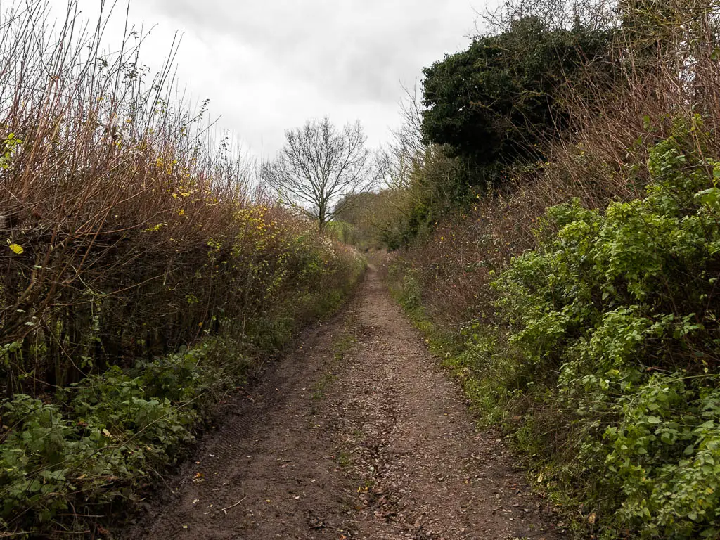 A dirt trail leading uphill, lined with bushes.