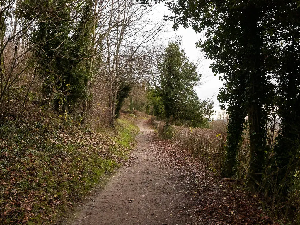 A dirt trail leading ahead, lined with trees on both sides, and a bank on the left side.