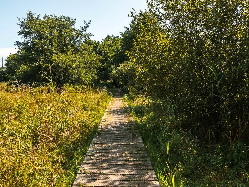 A wooden walkway surrounded by greenery. 