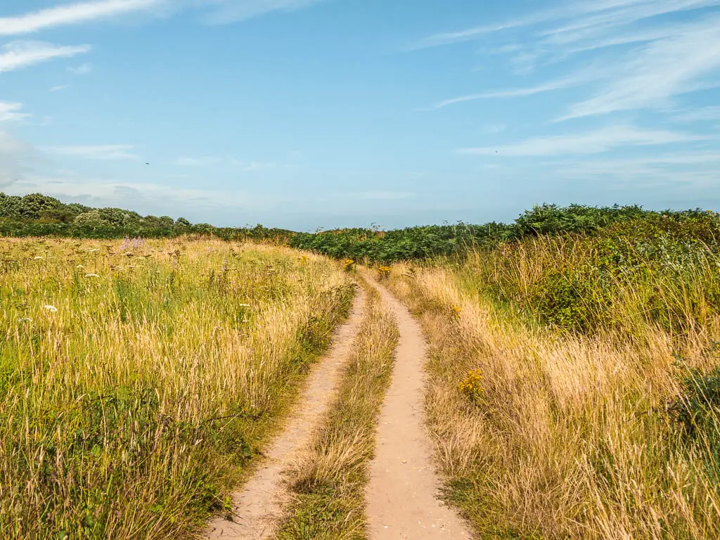 A trail snaking ahead through the meadow with yellow and green grass.