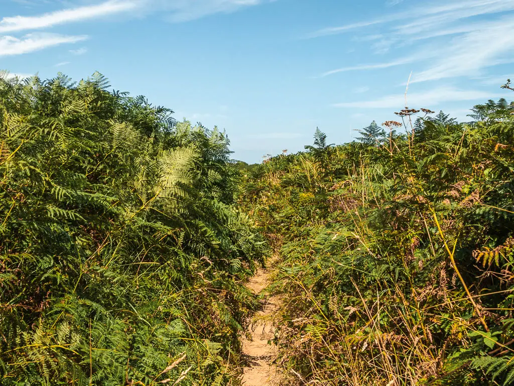 A narrow trail leading through the green bracken.