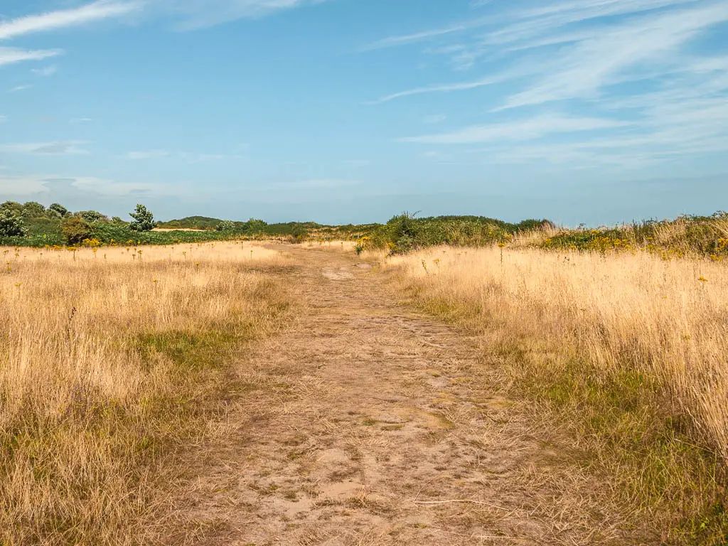 A wide trail leading straight ahead through the meadow with yellow grass.