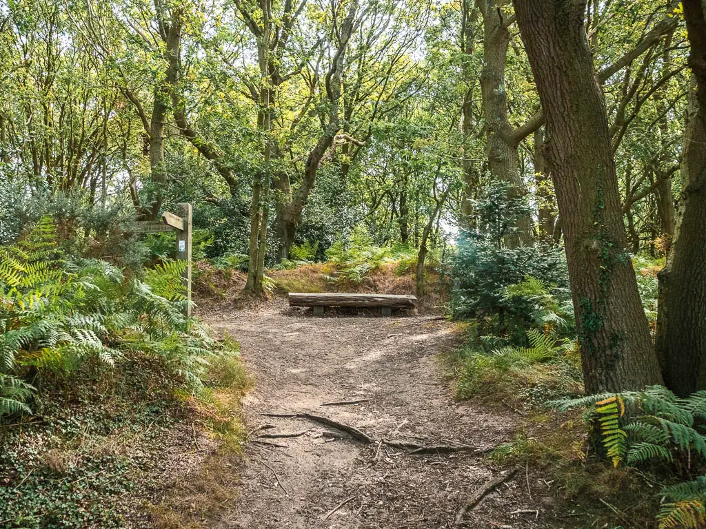 A dirt trail leading through woodland filled with green leafy trees and bushes.