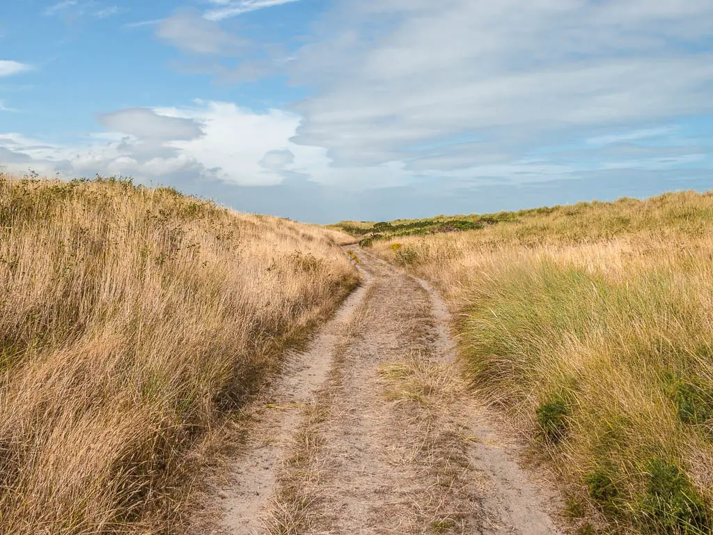 A sandy path snaking ahead, surrounded by tall yellow grass.