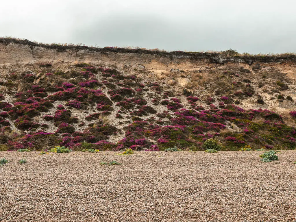 A cliff face on the other side of the shingle beach, with pink and purple heather bushes, on the walk from Snape to Dunwich. 