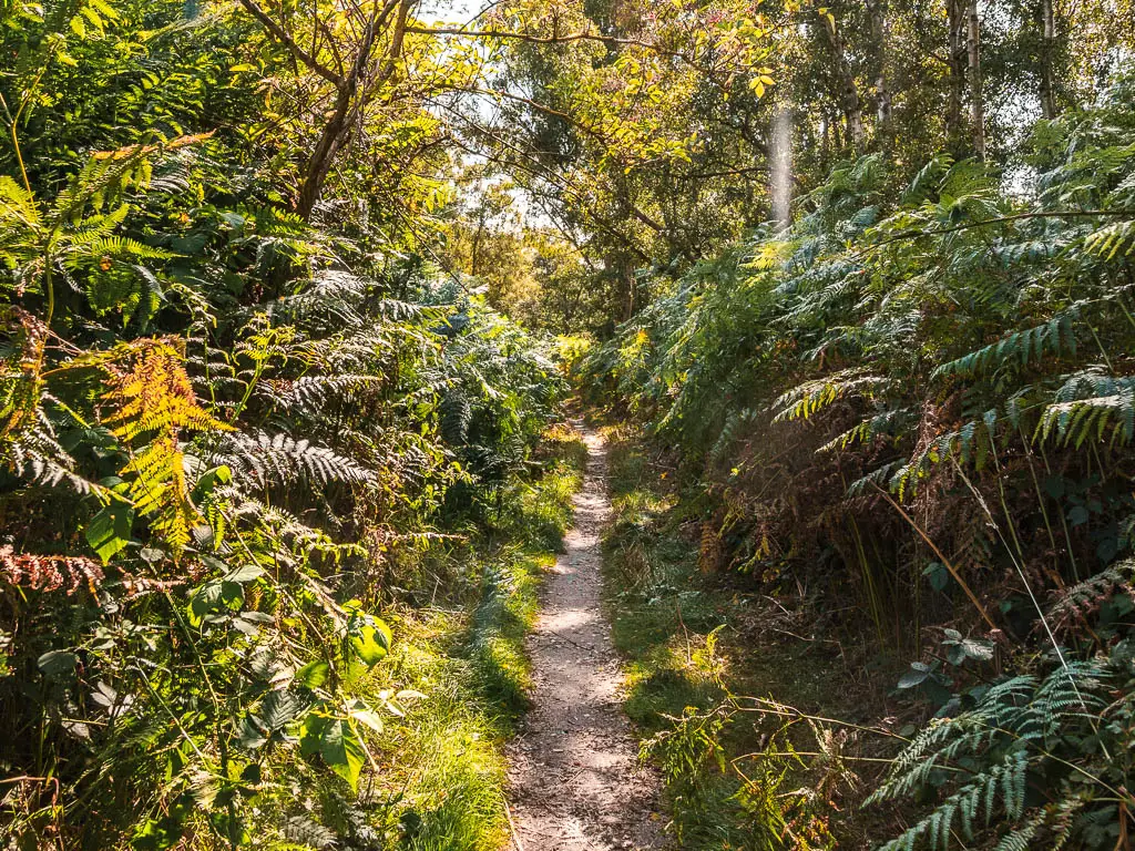 A narrow trail surrounded by green leafy bushes, on the walk from Snape to Dunwich.