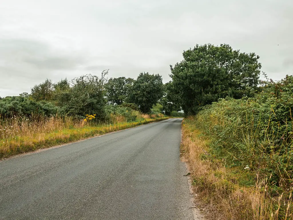 A road leading ahead, lined with green leafy bushes and trees on both sides.