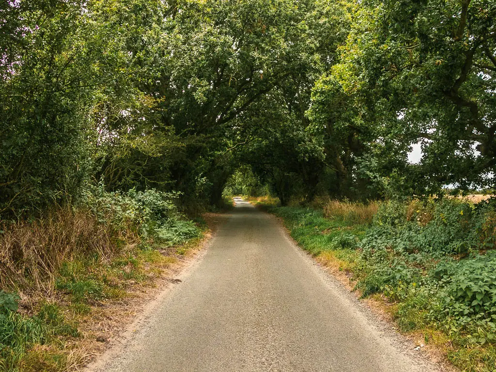 A road leading straight ahead, lined with green bushes and trees, which form a tree tunnel ahead.