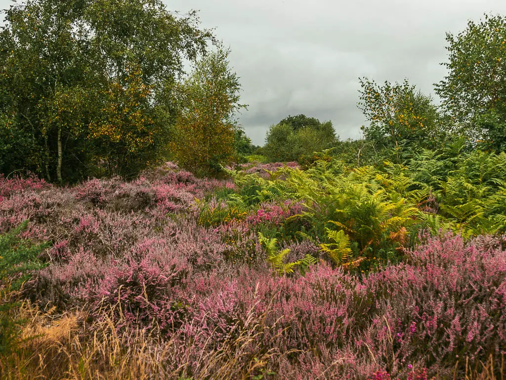 A mass of pink and purple heather with pockets of green. 