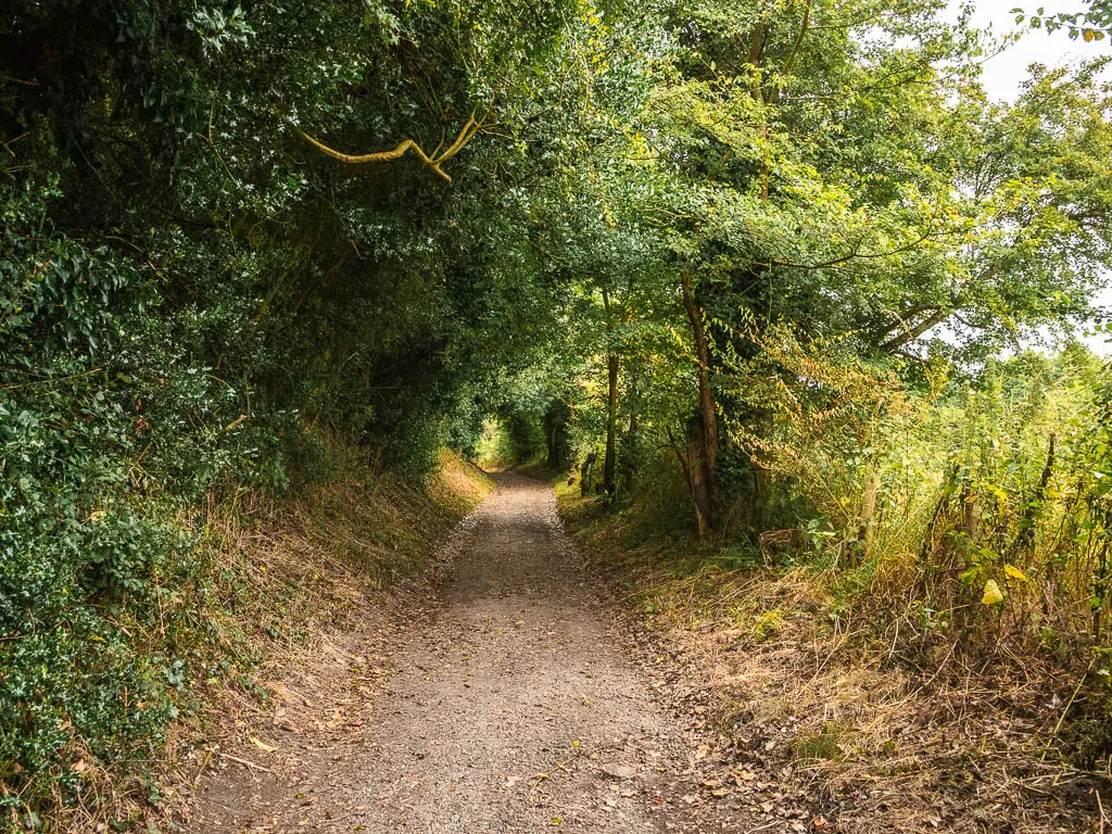 A wide trail surrounded by green leafy bushes.