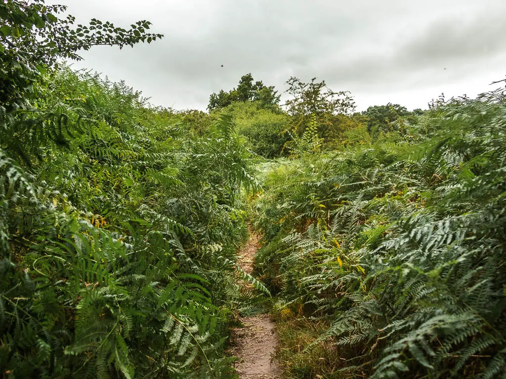 A narrow trail surrounded by green bracken, on the walk from Dunwich to Westleton.