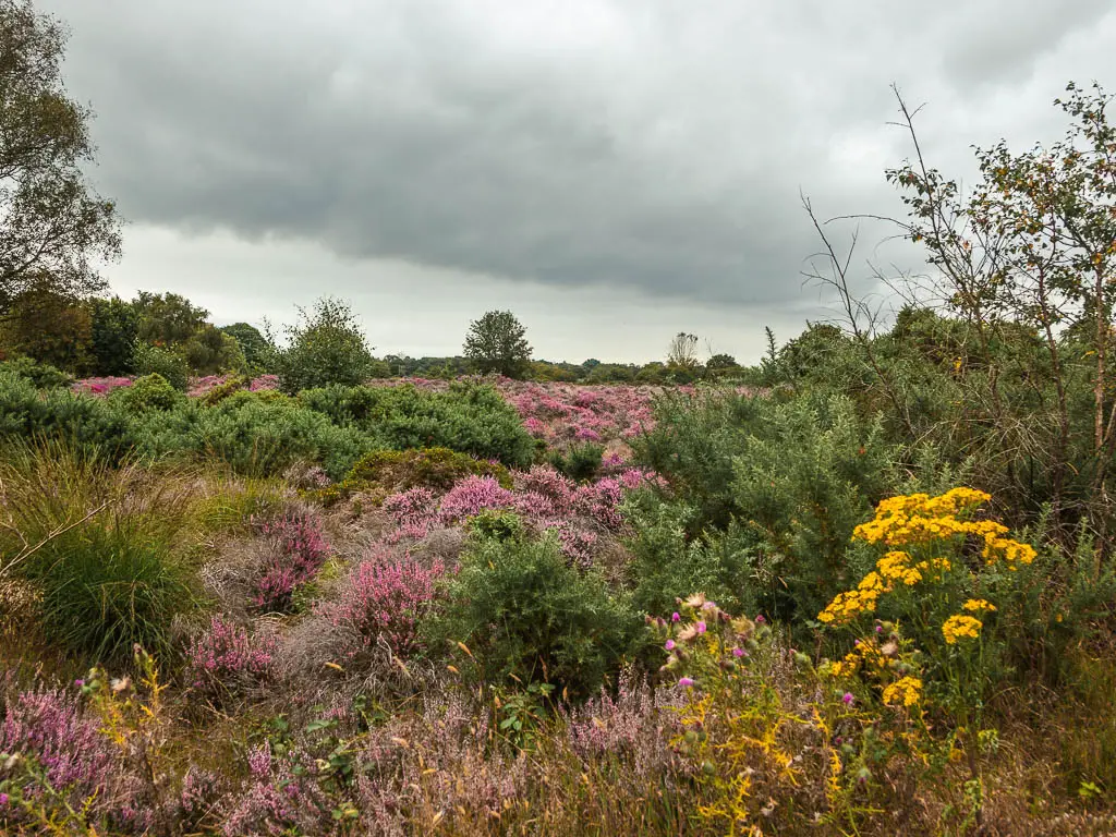 A mass of bushes in green, and pink, with some yellow flowers, on the walk from Dunwich to Westleton.