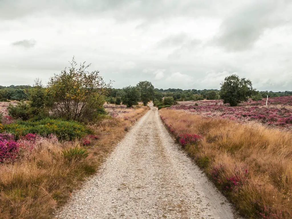 A long straight path running through the middle of a pink heather filled meadow, on the walk from Dunwich to Westleton.