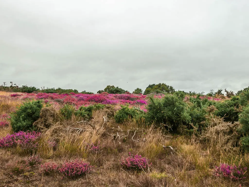 A mass of yellow grass, pink and purple heather, and green bushes, on the walk from Dunwich to Westleton.