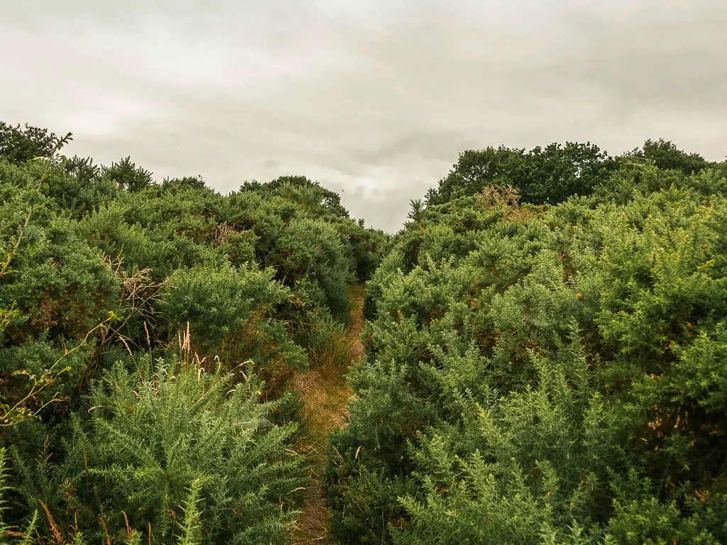 A narrow trail leading through the green bushes.