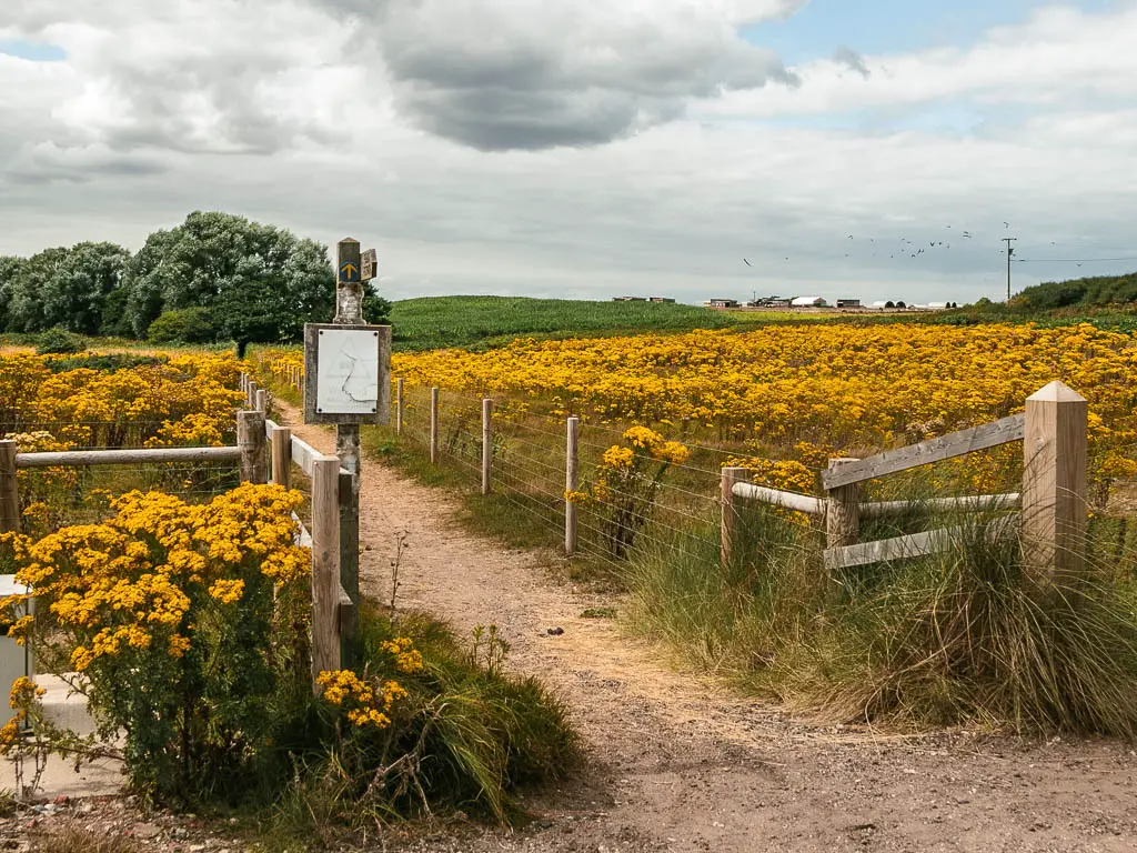 A path lined with wire fence, leading through a mass of yellow flowers, on the walk from Dunwich to Kessingland.