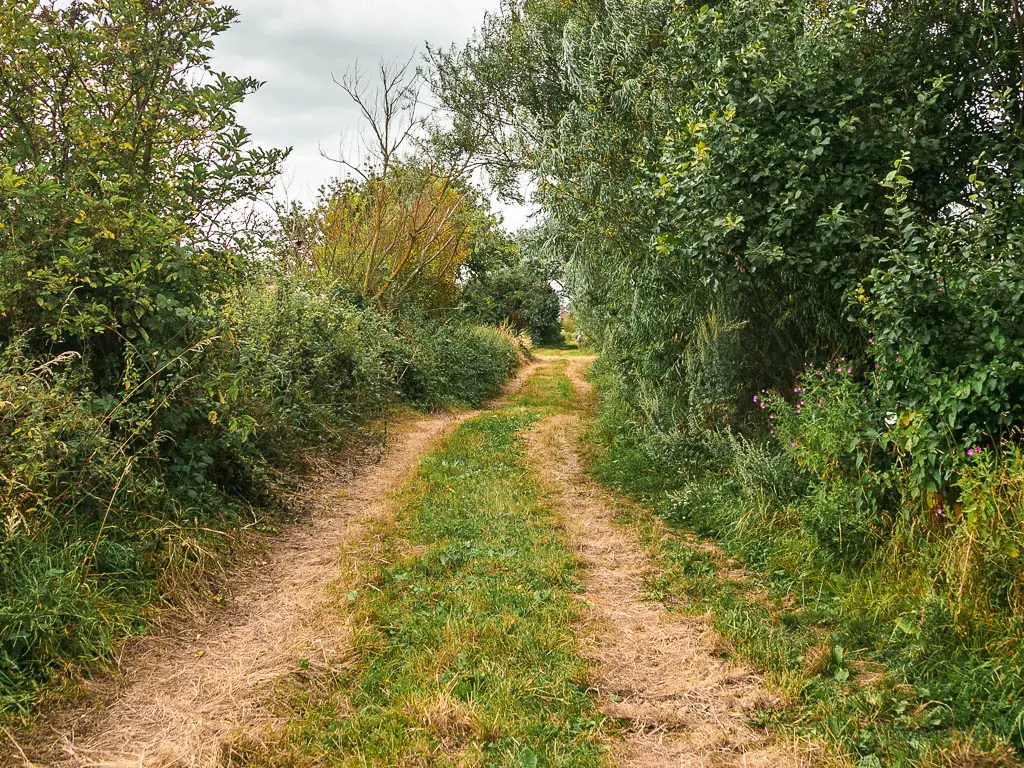 A grass trail leading ahead, lined with green leafy bushes and trees.