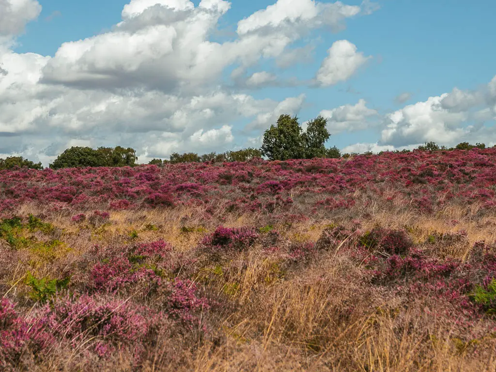 A meadow filled with pink heather in Westleton.