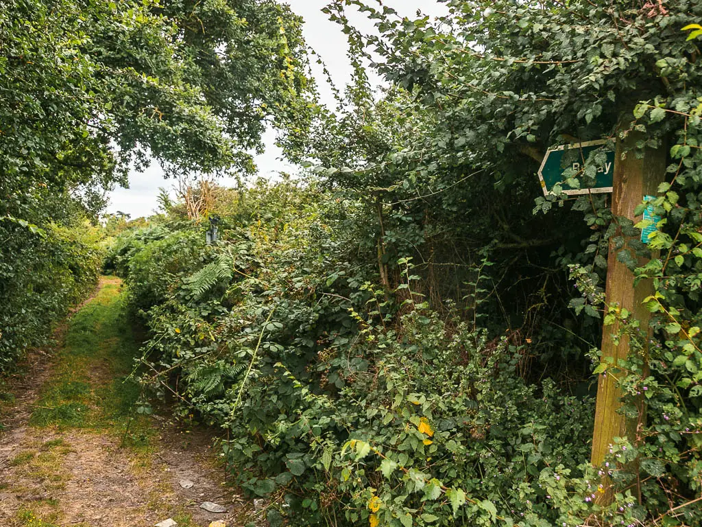 A trail lined with green leafy bushes, with a partially hidden trail sign on the right.