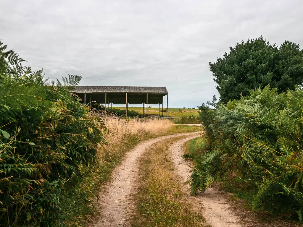 A trail curving ahead to the right, and lined with green leafy bushes. There is a farm shelter ahead.