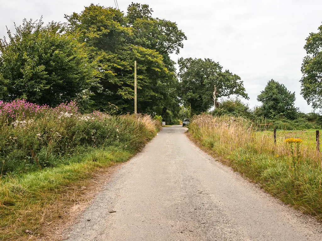 A road leading ahead, lined with green grass and bushes, with some large green leafy trees ahead. 