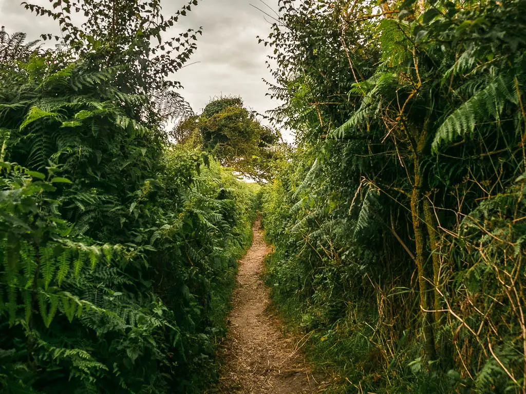 A narrow dirt trail surrounded by masses of green leafy bushes.