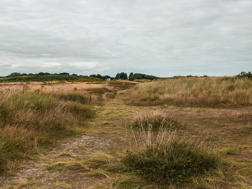 A trail leading through a green meadow.