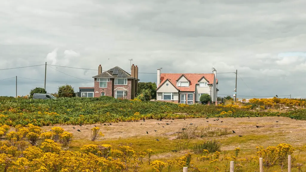 Looking across a field filled with yellow flowers, and green bushes, to two houses on the other side, on the walk from Dunwich to Kessingland.