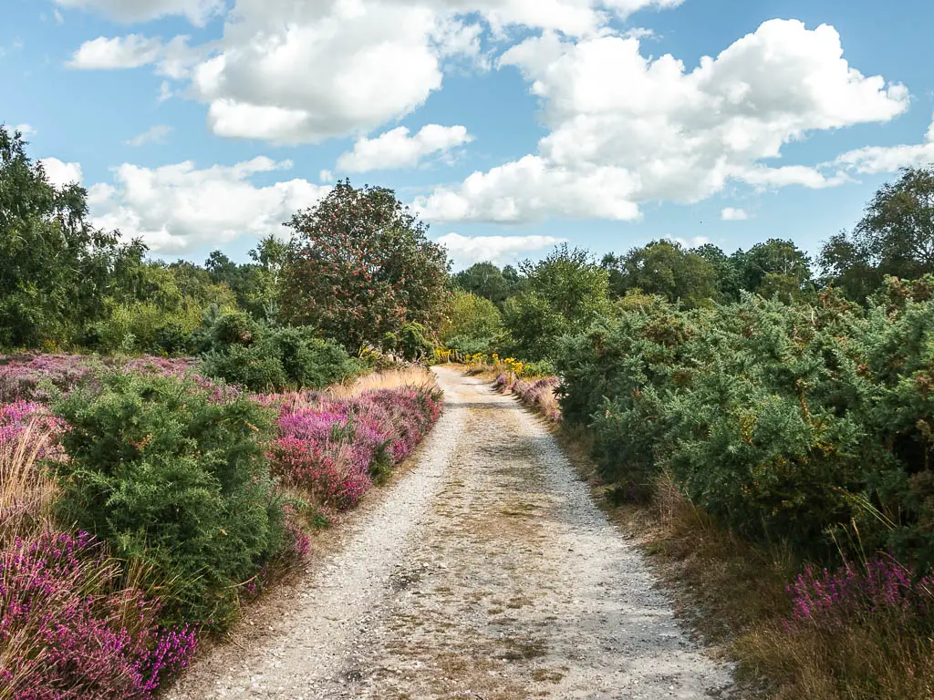 A wide path lined with green leafy bushes and purple heather in Westleton.