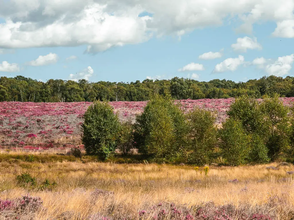 A meadow filled with pink and purple head, yellow grass, and a few green leafy trees.