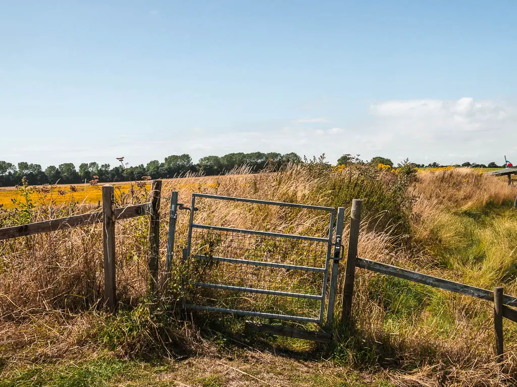 A wonky metal gate with a mass of overgrowth on the other side.