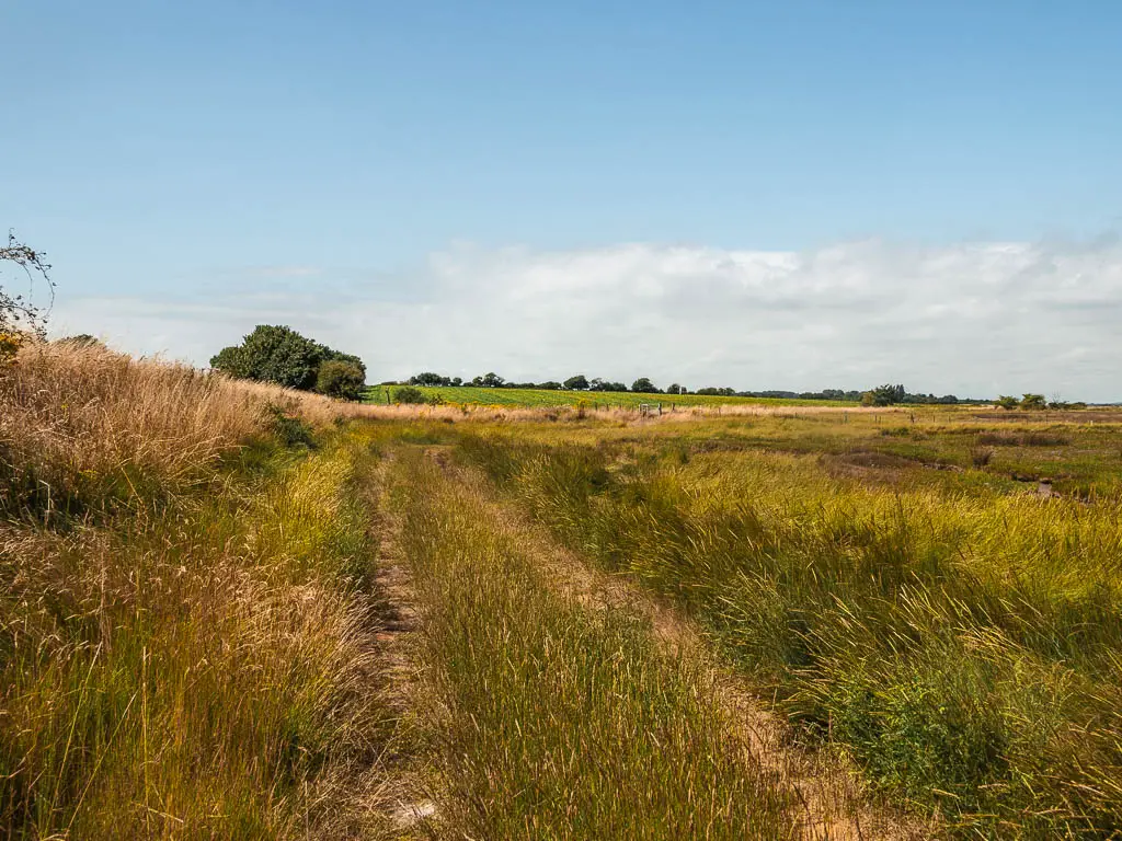 A trail through the tall grass.