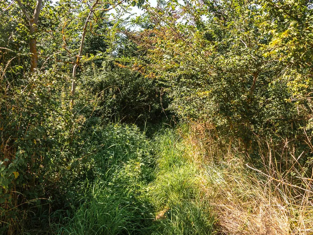 A mass of overgrowth of grass, bush, and stinging nettles.