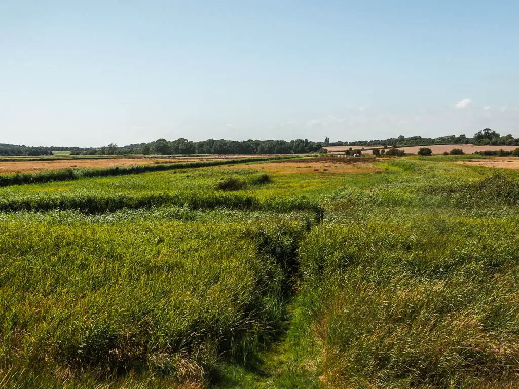 A trail snaking through the tall green crops.