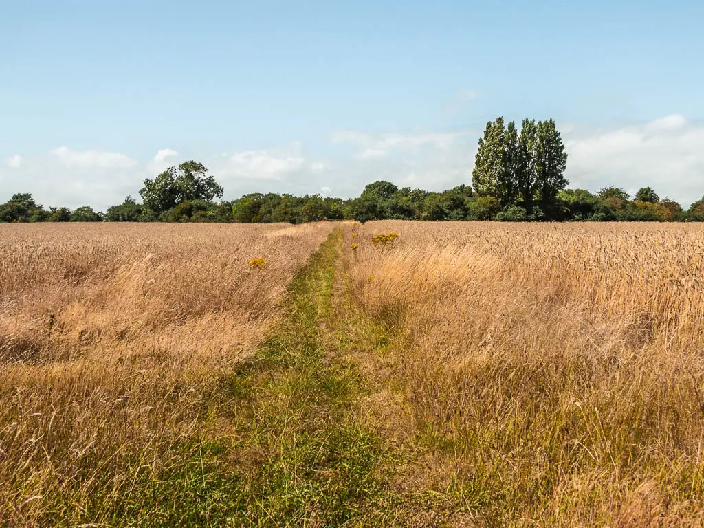 A grass trail leading through the tall hay grass.