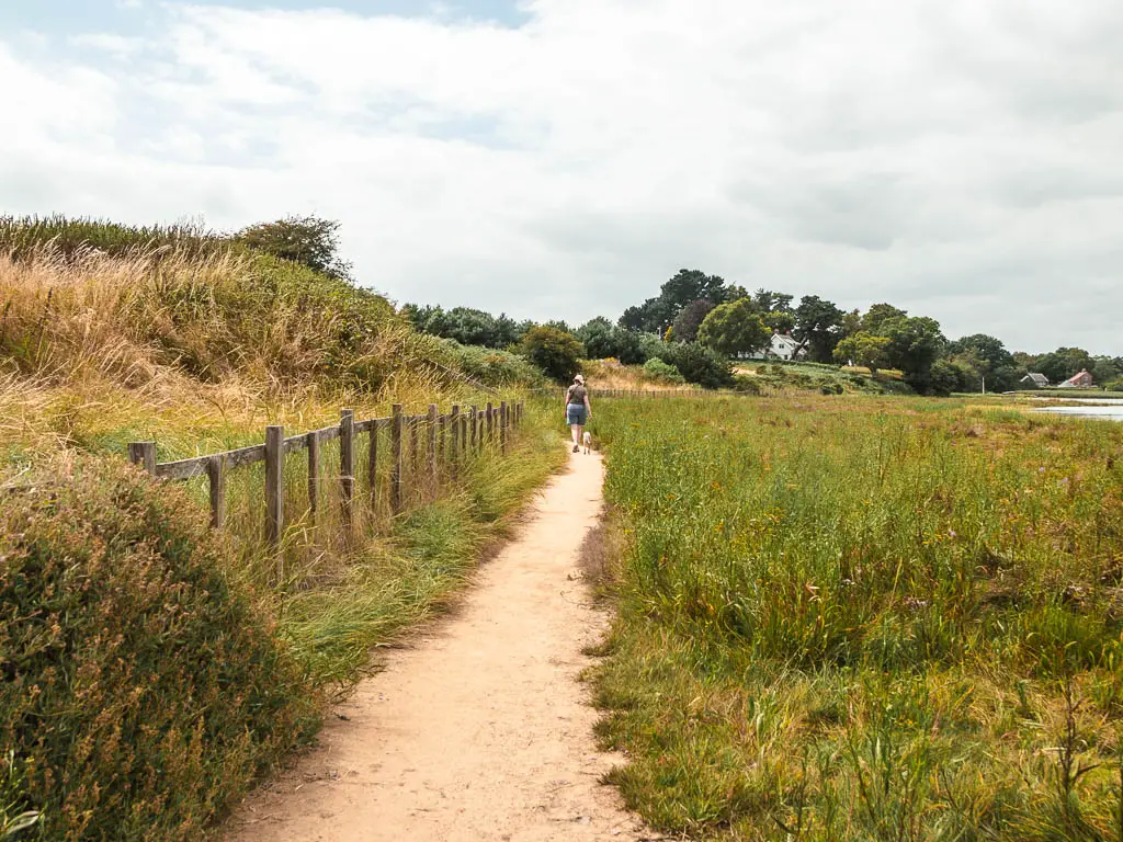 A trail leading ahead, surrounded by overgrown messy grass.