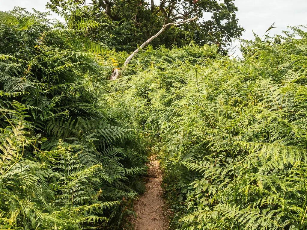 A narrow trail leading through a mass of bracken, on the walk from Orford to Snape.